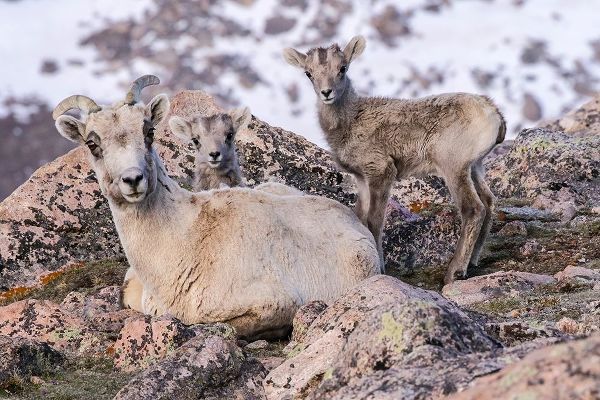 Colorado-Mt Evans Rocky Mountain bighorn sheep ewe and lamb resting